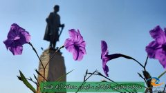 📸 عکس روز-  🔷 گل اطلسی مکزیکی- قشم- میدان امامقلی خان